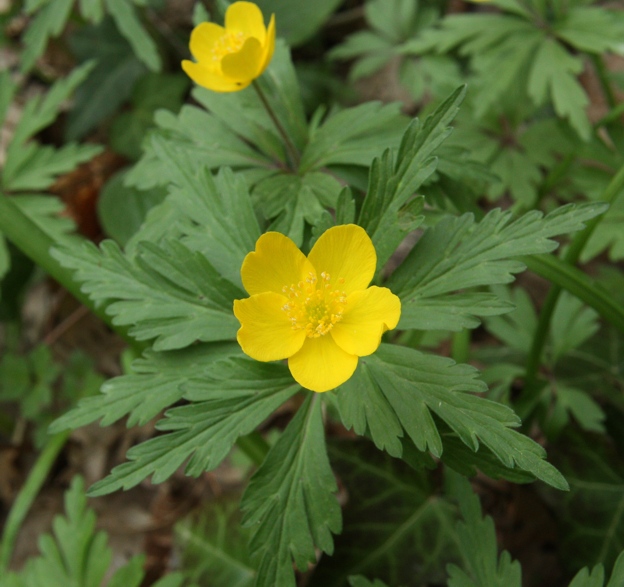 Anemone ranunculoides